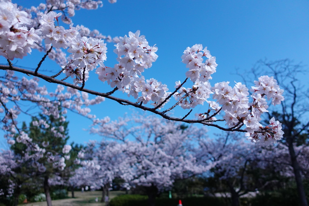 桜満開2