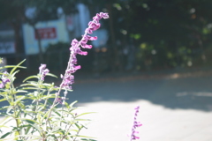 上野の花