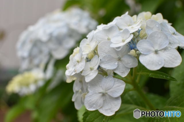 紫陽花