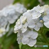 紫陽花
