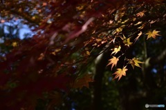 紅葉②