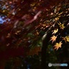紅葉②