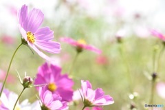 秋桜②