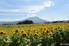 ひまわり③