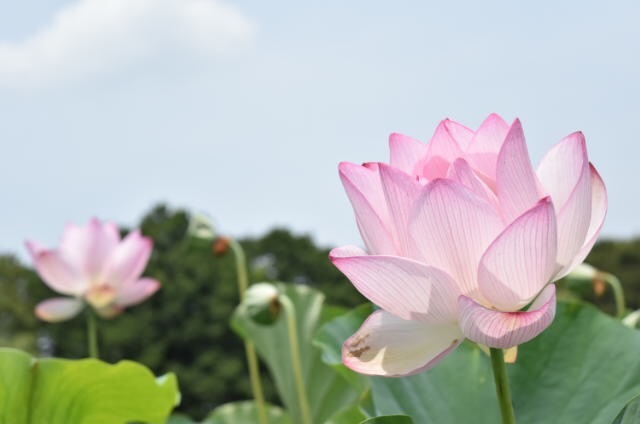 ハスの花②
