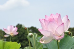 ハスの花②