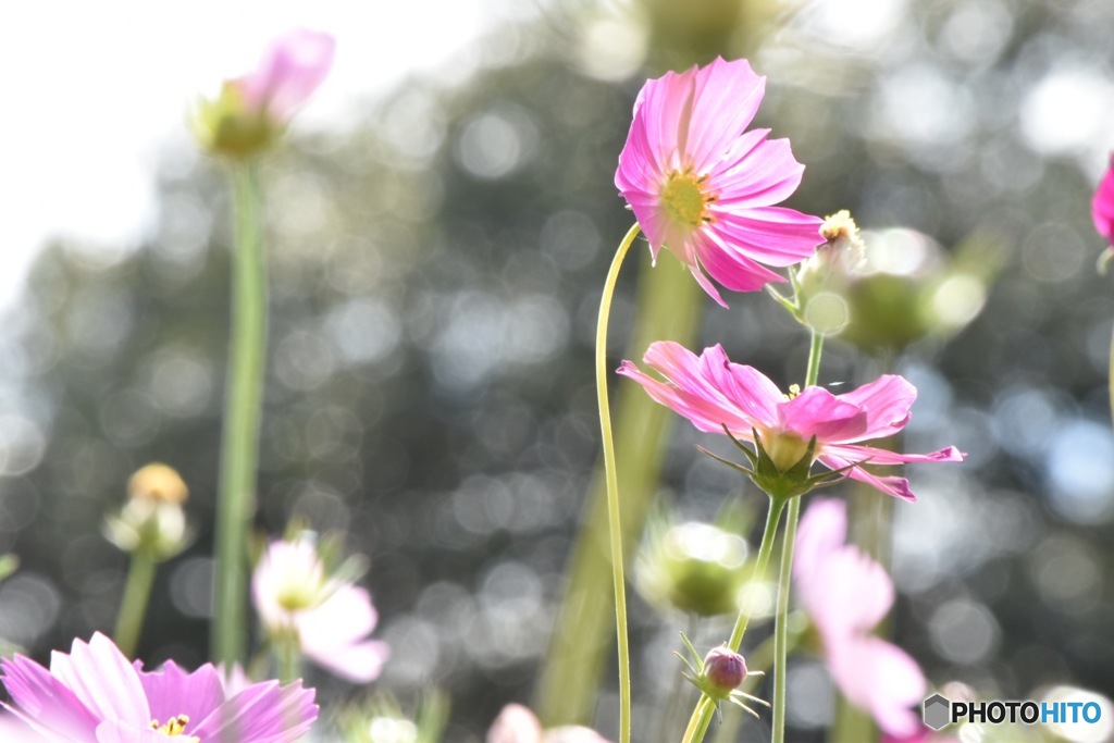 秋桜①