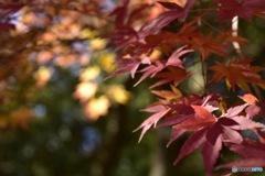 紅葉
