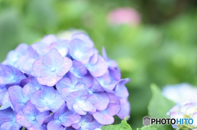 紫陽花②