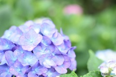 紫陽花②