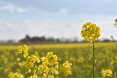 菜の花