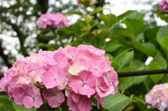 紫陽花③
