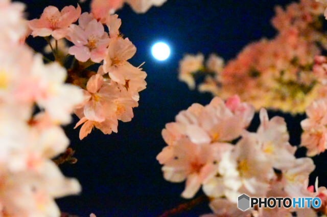 月と桜