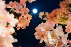 月と桜