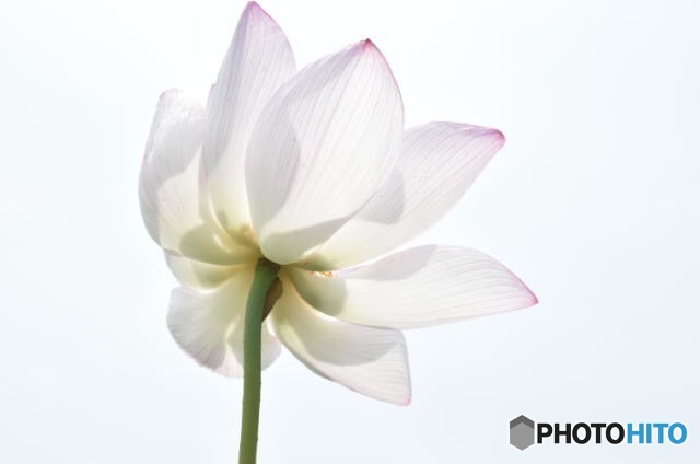 ハスの花