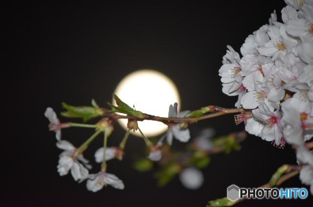 月と桜