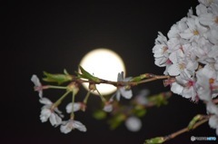 月と桜