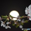 月と桜