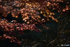 紅葉③