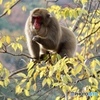 野生のお猿さん 木ノ実を食べる