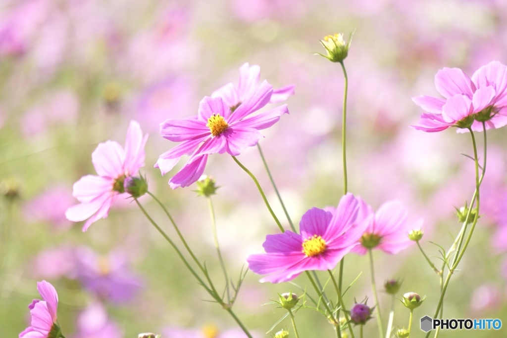 秋桜のお花畑･*･ﾟ✽.｡.:*・ﾟ