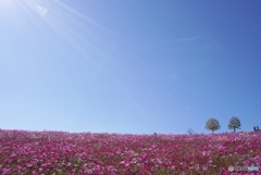 光と空とコスモスと…｡.:*･ﾟ✽.｡.:*・ﾟ