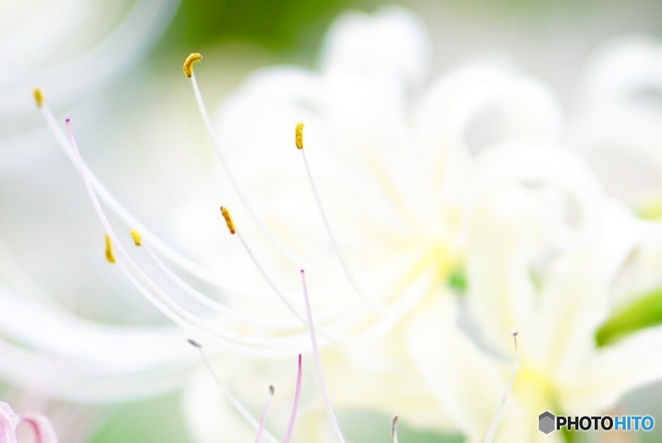 Lycoris 〜white