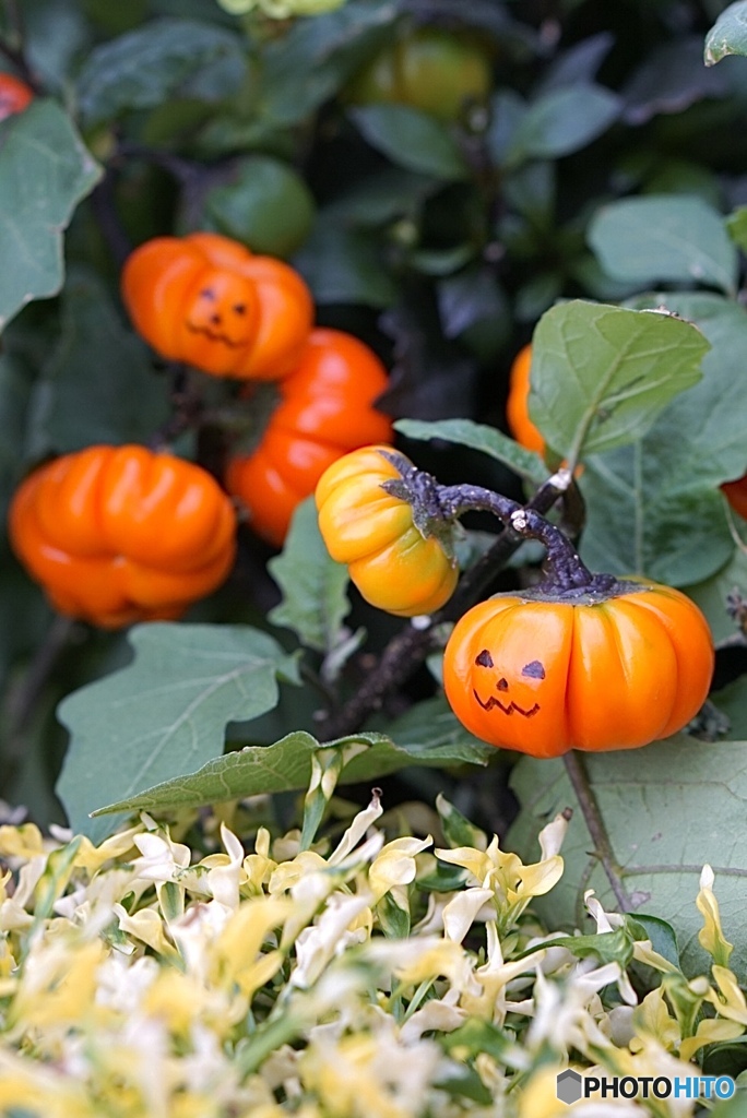 HAPPY HALLOWEEN ♡