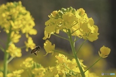 ミツバチさん♡花から花へ