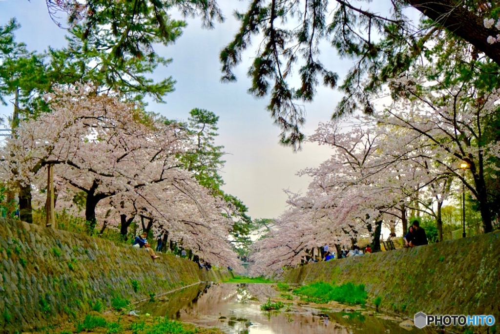 sakura☆saku♡
