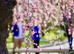 梅の花爛漫