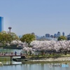 水都大阪と桜 ②