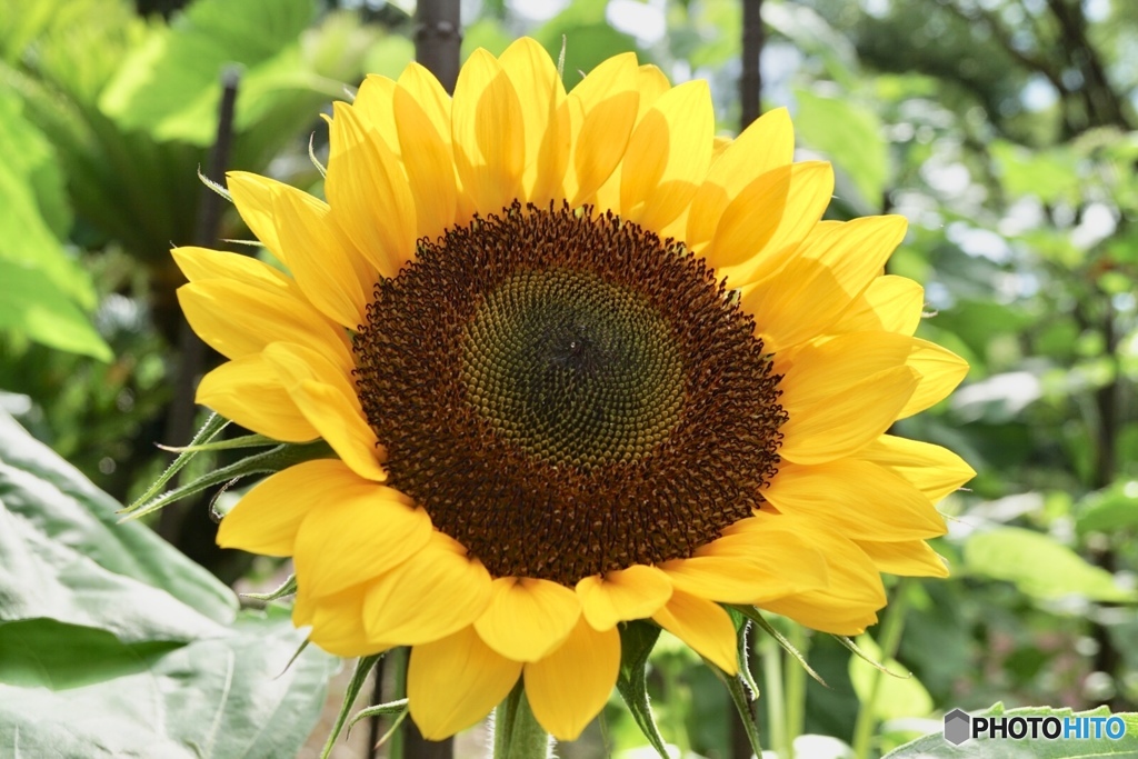 大輪の花 生き生きと