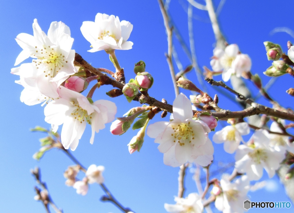 十月桜