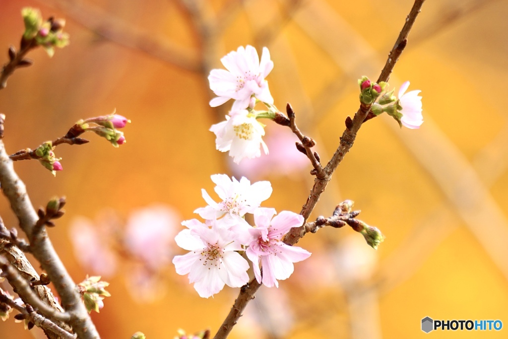 十月桜と黄葉