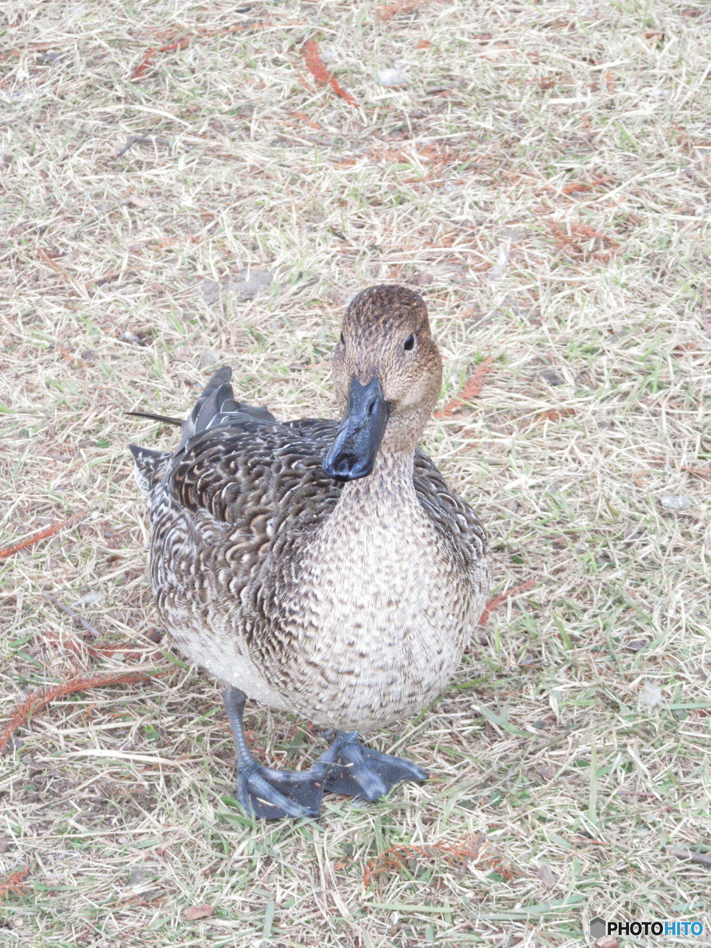 カモさん