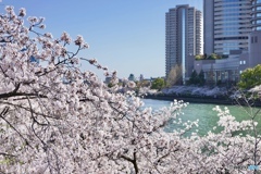 水都大阪と桜 ①