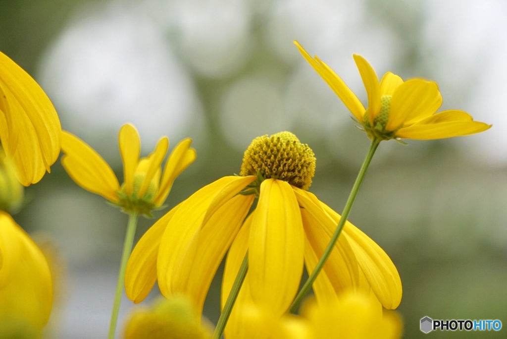 梅雨空に、爽やかyellow。