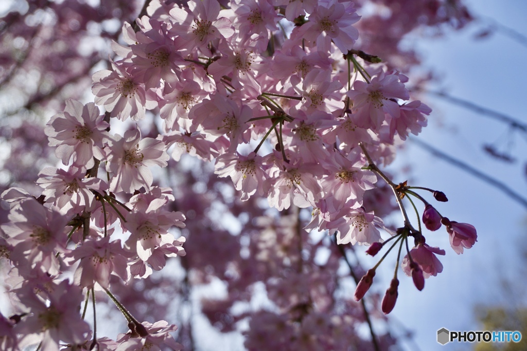 桜 〜2018〜