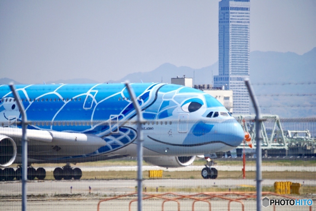 ホヌくん♡ 成田へ✈︎✈︎✈︎