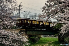 薄暮の阪急電車と桜