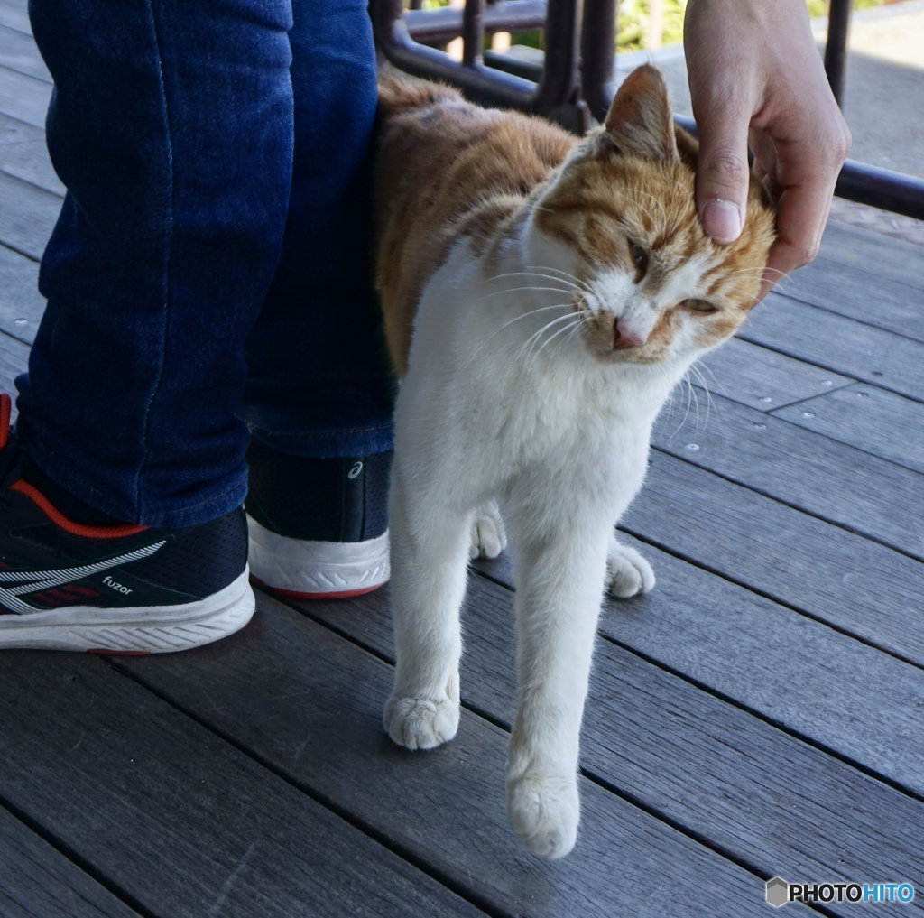 六甲山在住の子猫ちゃんに出会いました！