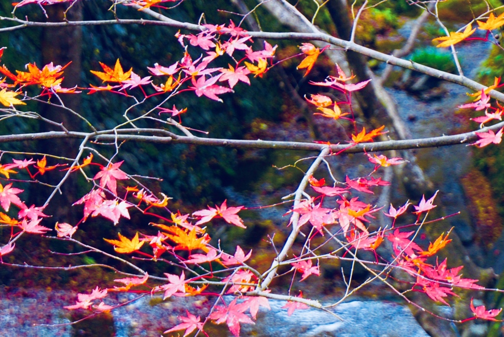 川と紅葉