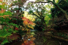 木々が面白い情景