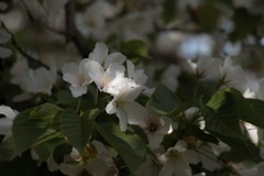 桜、朗らかに