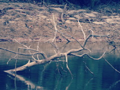 池に浮かぶ