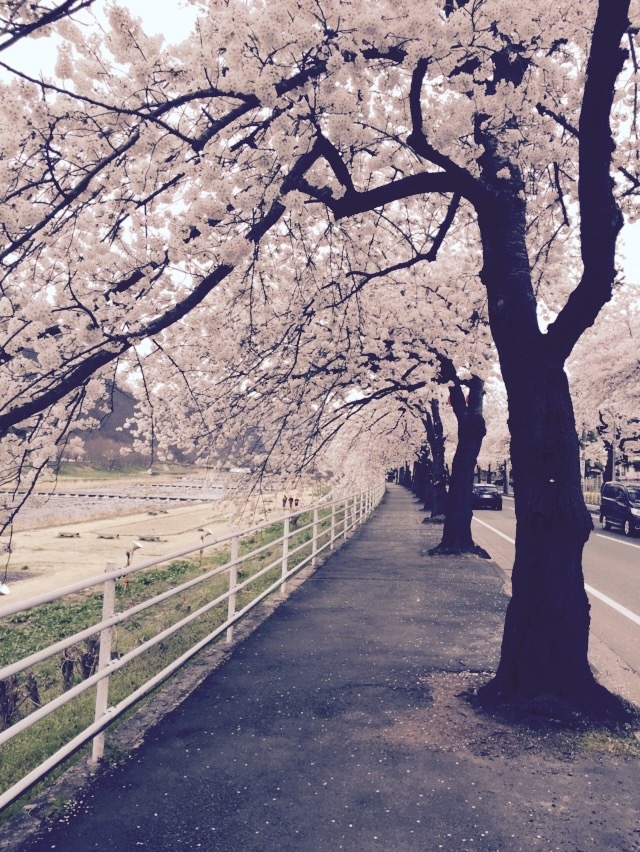 馬見ヶ崎 桜