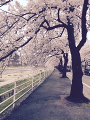 馬見ヶ崎 桜