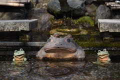 かえるの歌が聞こえてきませんかw?!