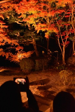 紅葉のスクリーン